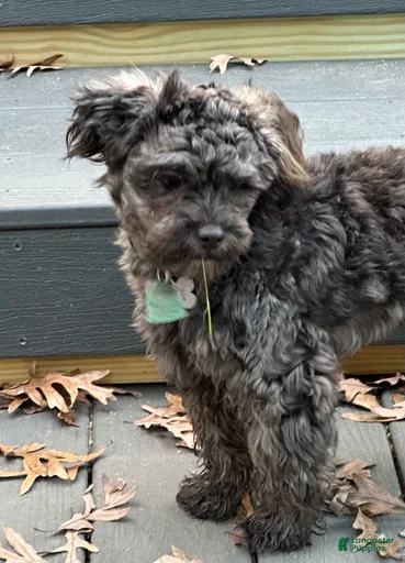 Gallery Image {{count}}