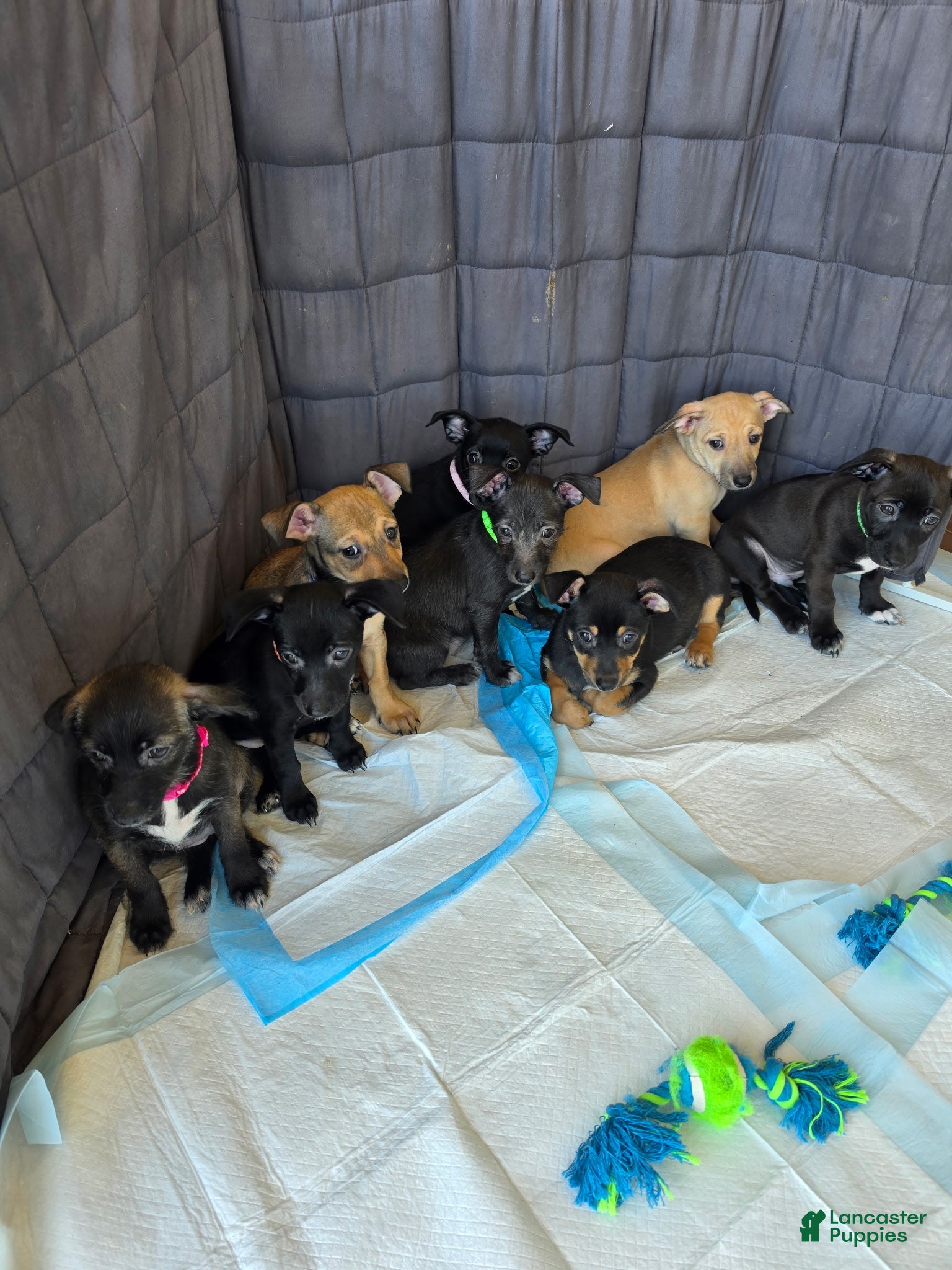 Chiweenie dogs Chiweenie Puppy 3 - Ad 3