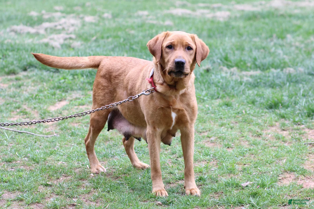 Labrador Retriever dogs for sale: Roxy - Ad 2