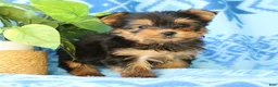 Yorkshire Terrier dogs for sale: Darla - Ad 8