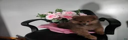 Pomeranian dogs for sale: Pomeranian Puppy 2 Baxter - Ad 4