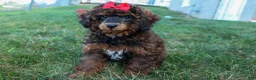 Miniature Poodle dogs for sale: MARSHALL - Ad 3