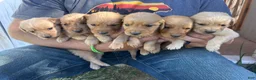 Golden Retriever dogs for sale: Roxie (pink) - Ad 15