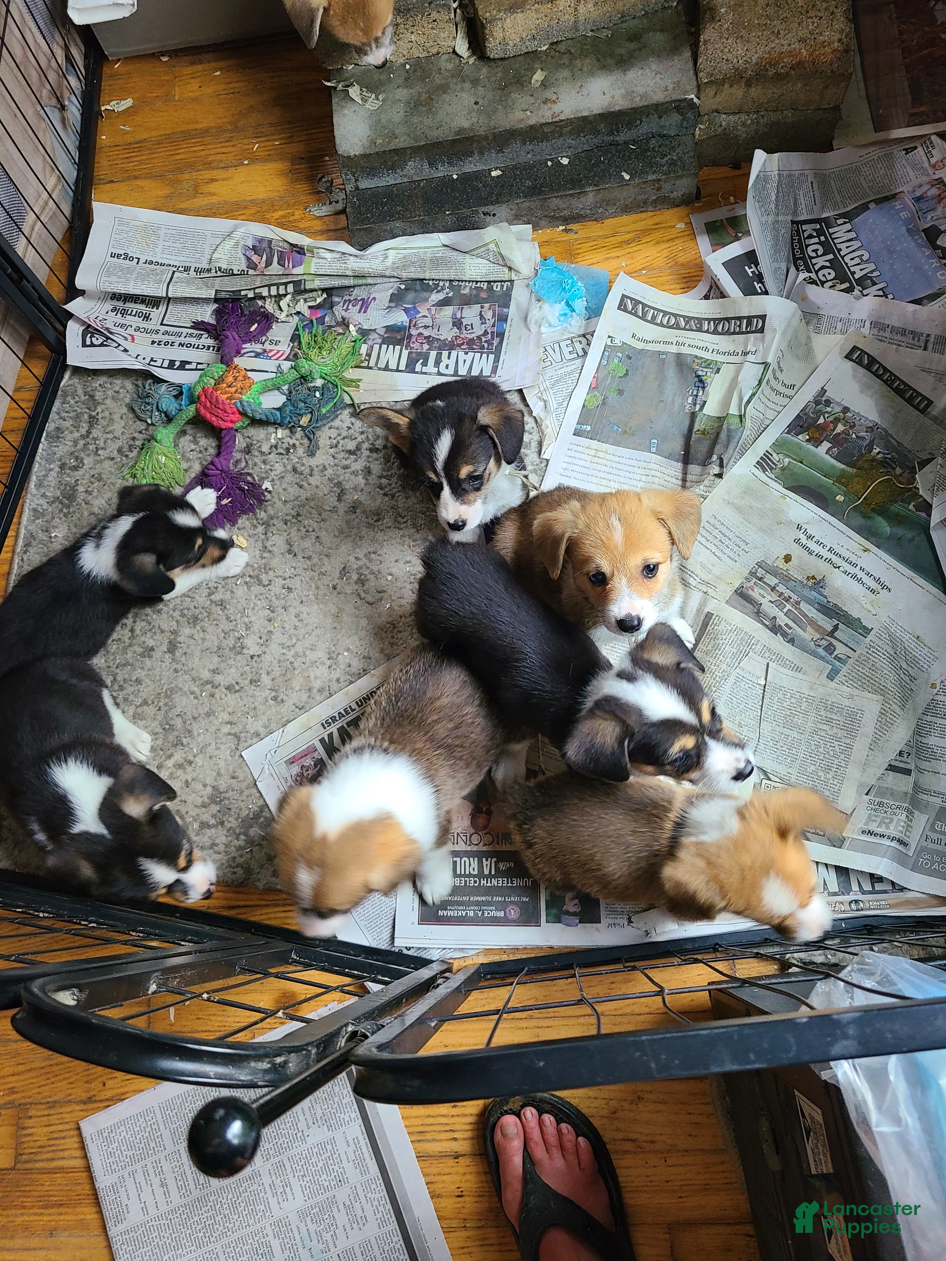 Welsh Corgi Pembroke dogs Welsh Corgi Pembroke 2 - Ad 1