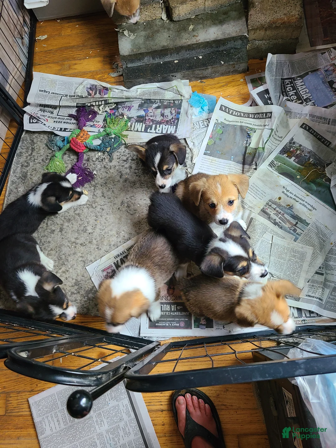 Welsh Corgi Pembroke dogs for sale: Welsh Corgi Pembroke 2 - Ad 1