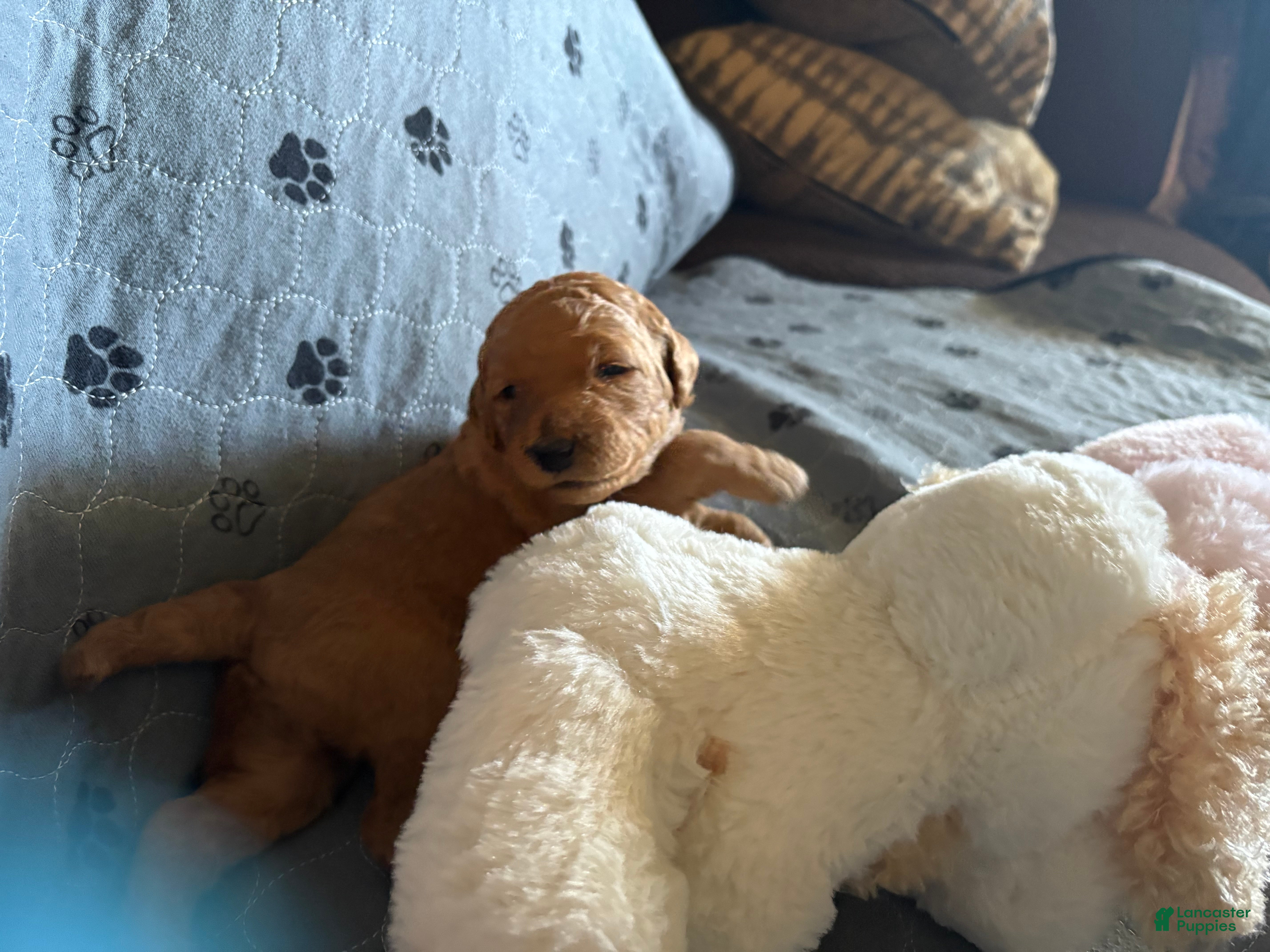 Goldendoodle dogs Tianna - Ad 1