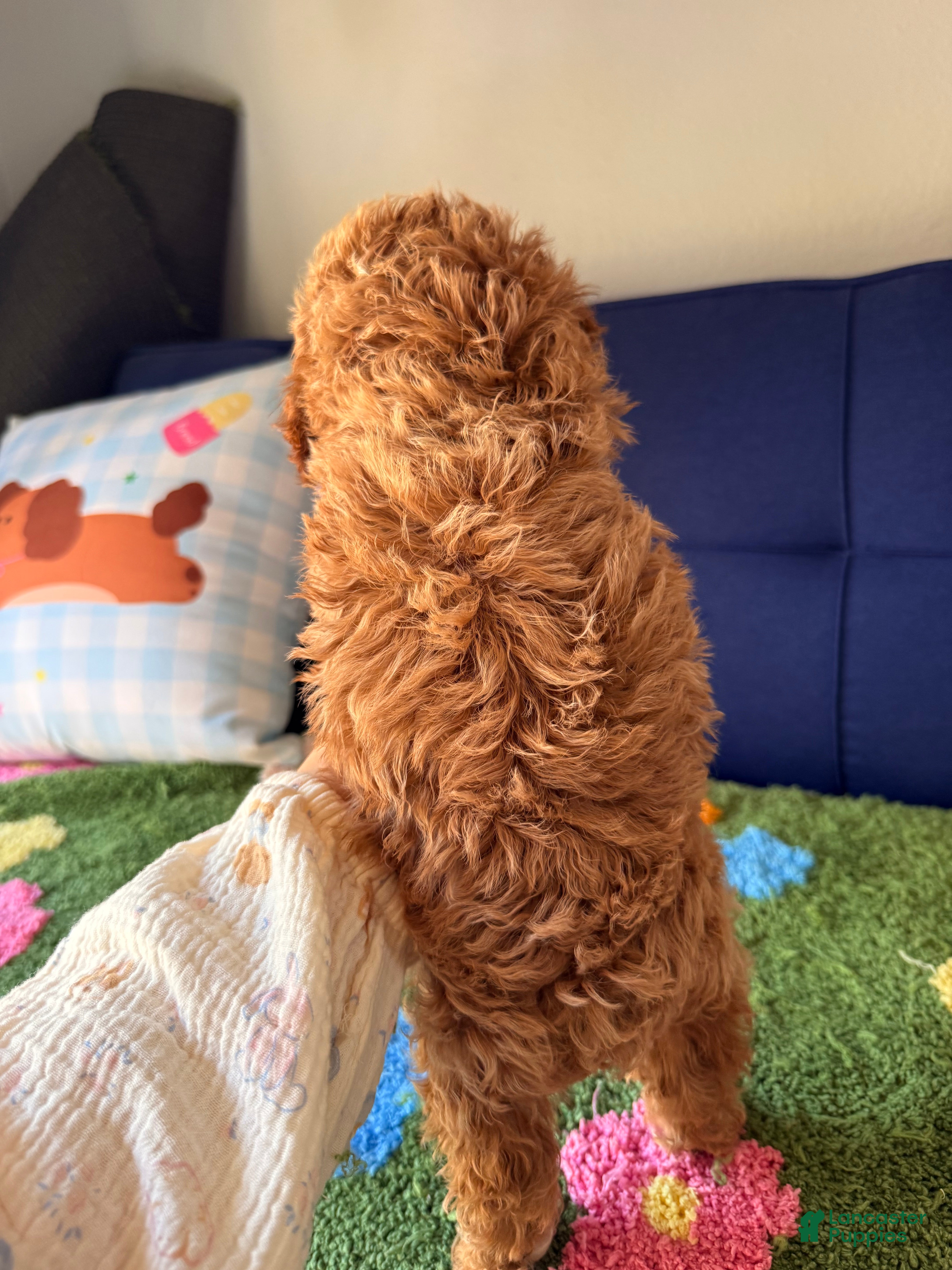 Cavapoo dogs max - Ad 2