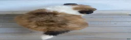 Shetland Sheepdog dogs for sale: Leif  - Ad 13