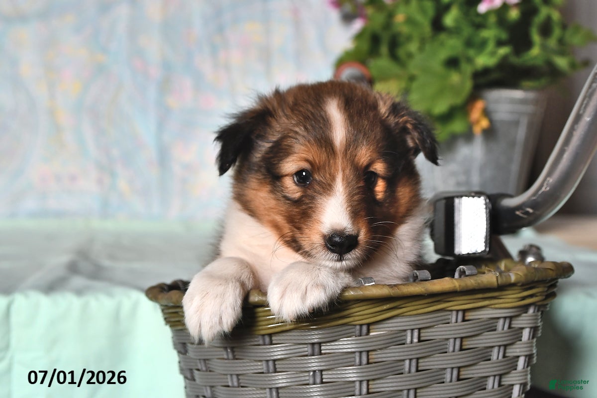 Shetland Sheepdog dogs Zander - Ad 1