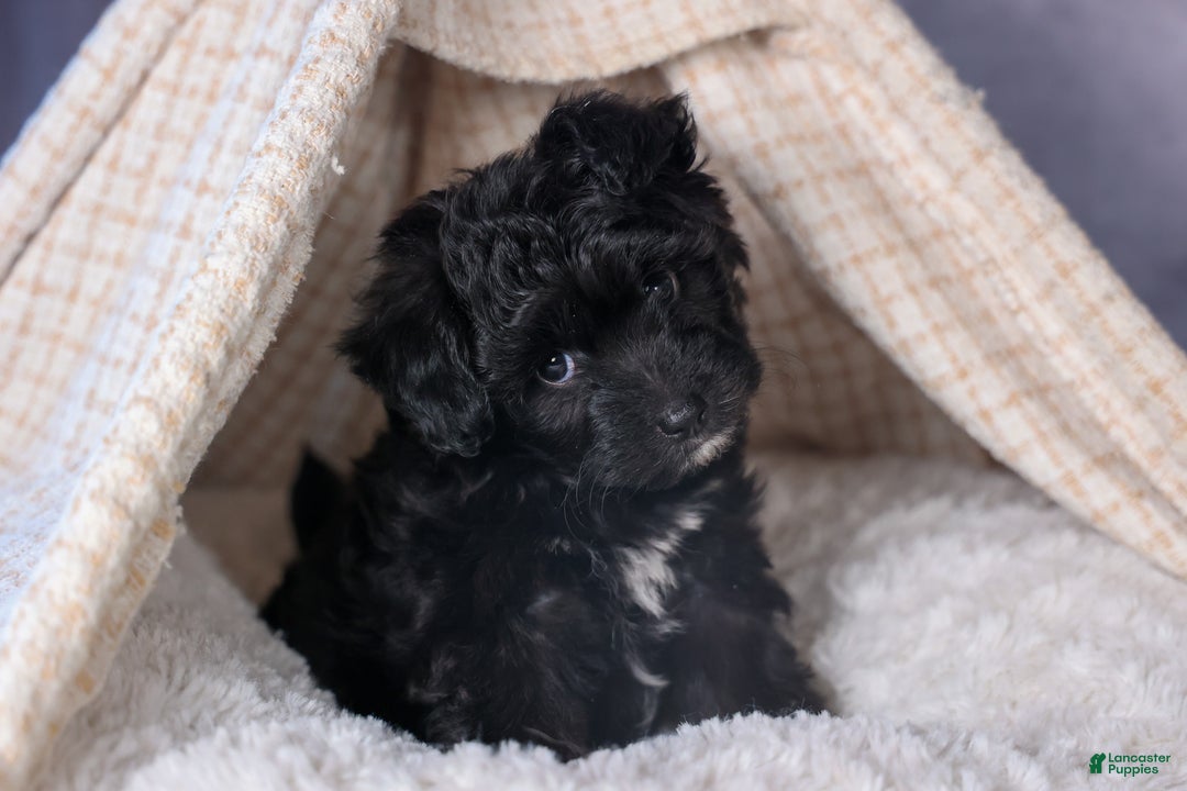 Mini Aussiedoodle dogs for sale: Kit Kat - Ad 2