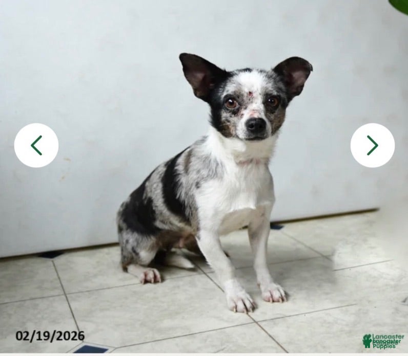 Chihuahua dogs Chihuahua 2 - Ad 2