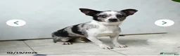 Chihuahua dogs for sale: Chihuahua 2 - Ad 2