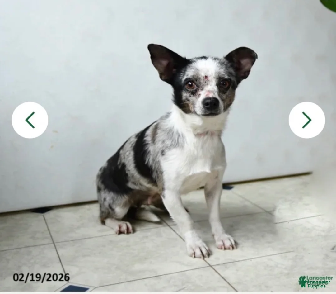 Chihuahua dogs for sale: Chihuahua 2 - Ad 2