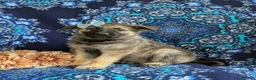 Mixed Breed dogs for sale: Bonita - Ad 3