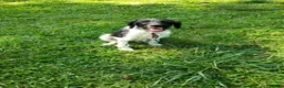 Labradoodle dogs for sale: Trucker - Ad 4