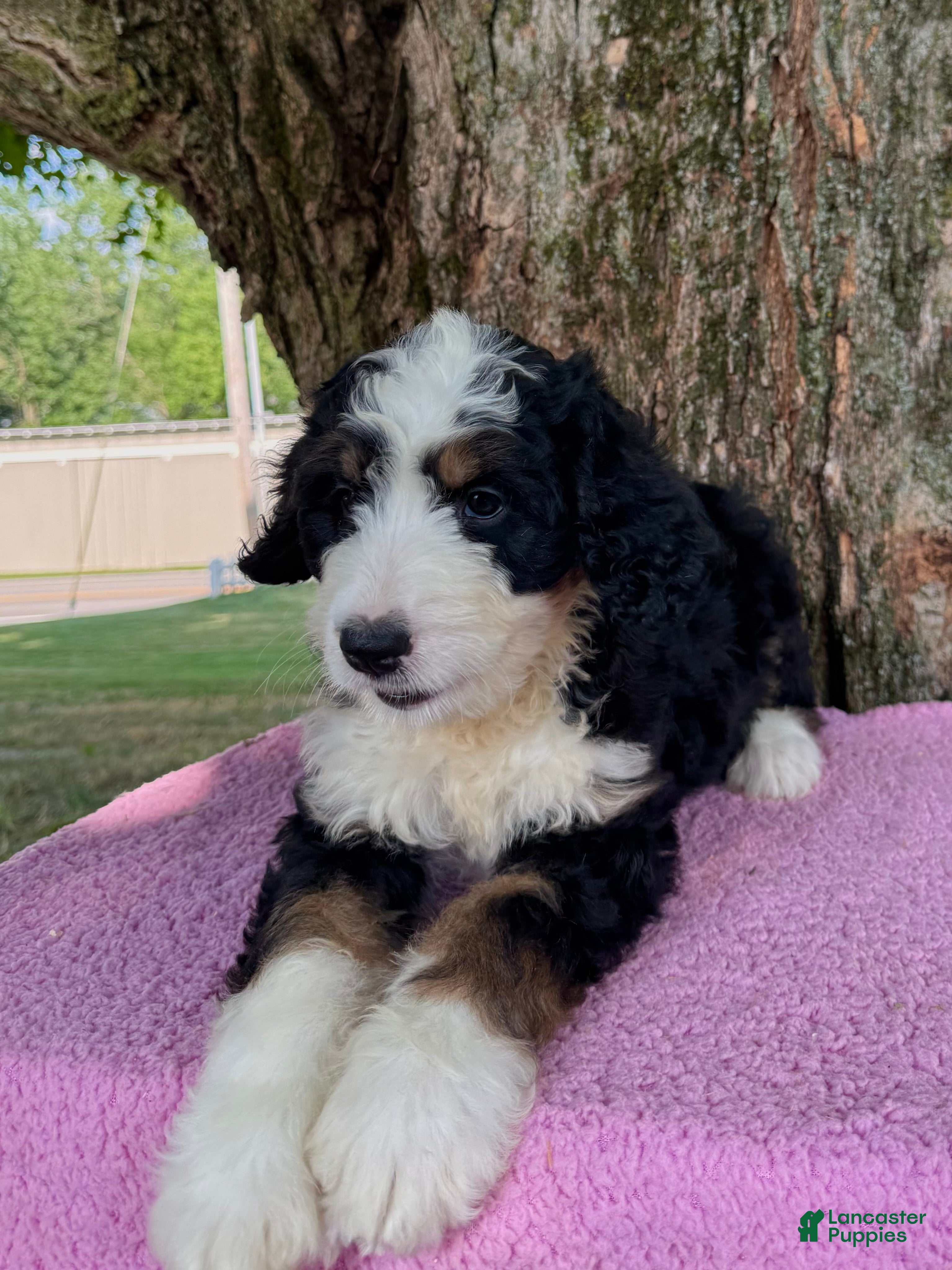 Bernedoodle dogs Daisy  - Ad 2
