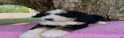 Bernedoodle dogs for sale: Daisy  - Ad 2