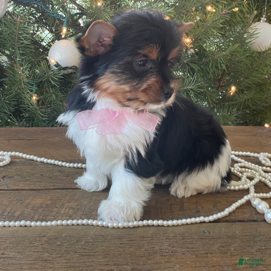 Mixed Breed dogs for sale: Buttercup - Ad 6