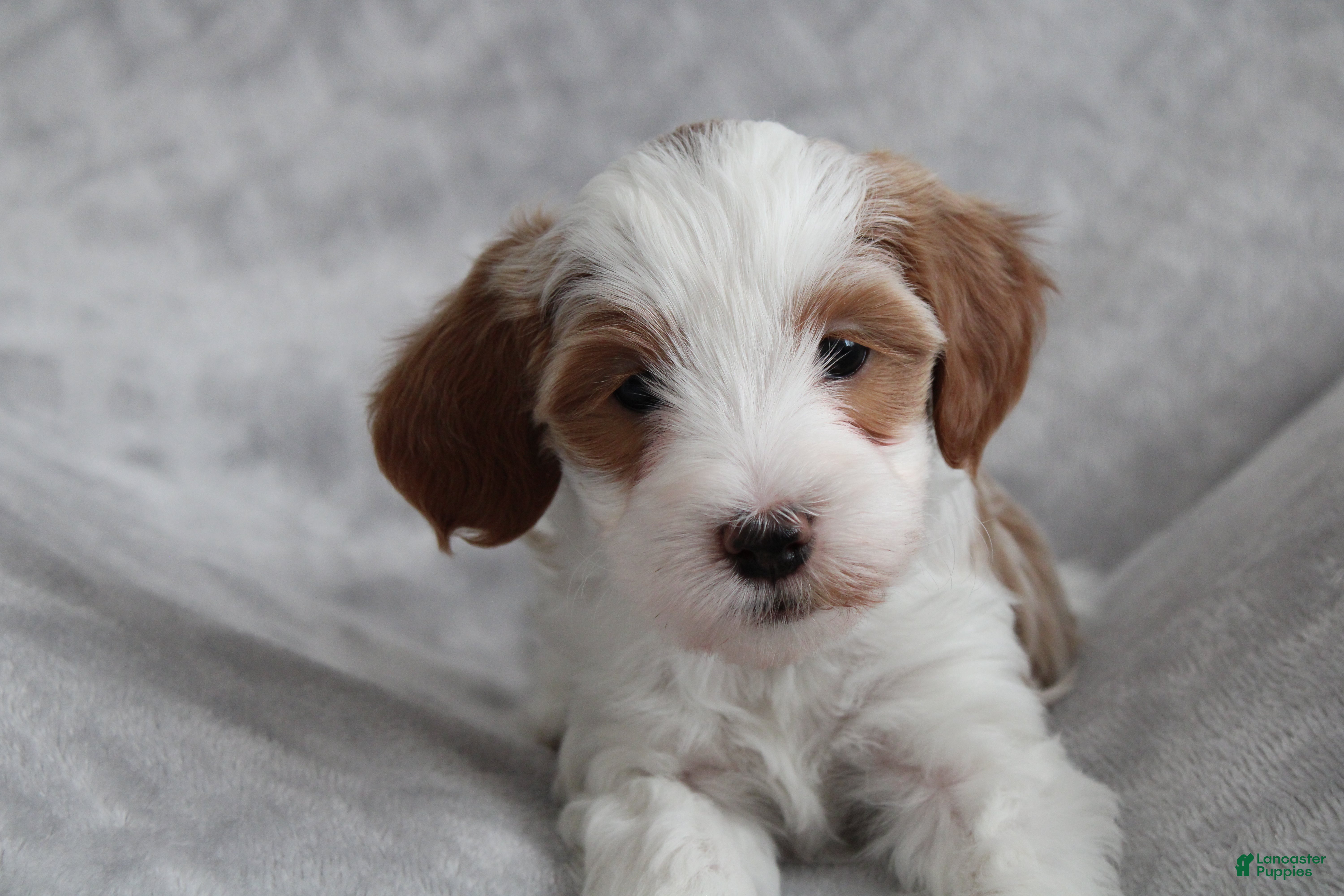 Cavapoo dogs Blossom - Ad 14