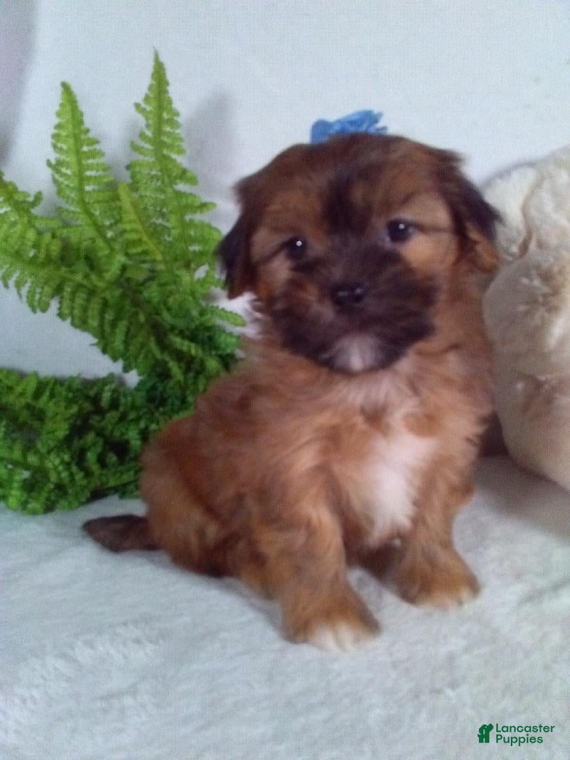Shorkie dogs Piper - Ad 2