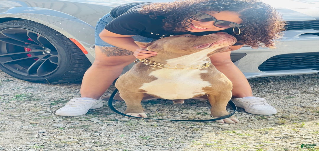 Gallery Image {{count}}