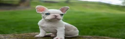 French Bulldog dogs for sale: Axel (Platinum with Blue Eyes) 💙🐾 - Ad 8