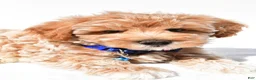 Maltipoo dogs for sale: Georgie - Ad 5