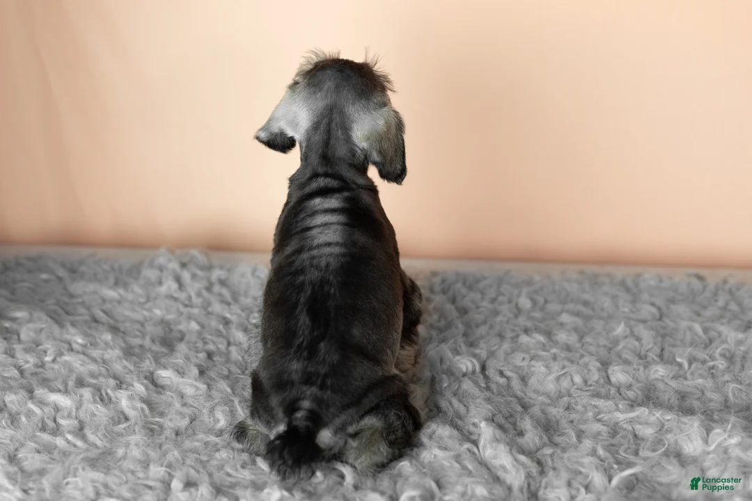 Miniature Schnauzer dogs for sale: Sallie - Ad 4