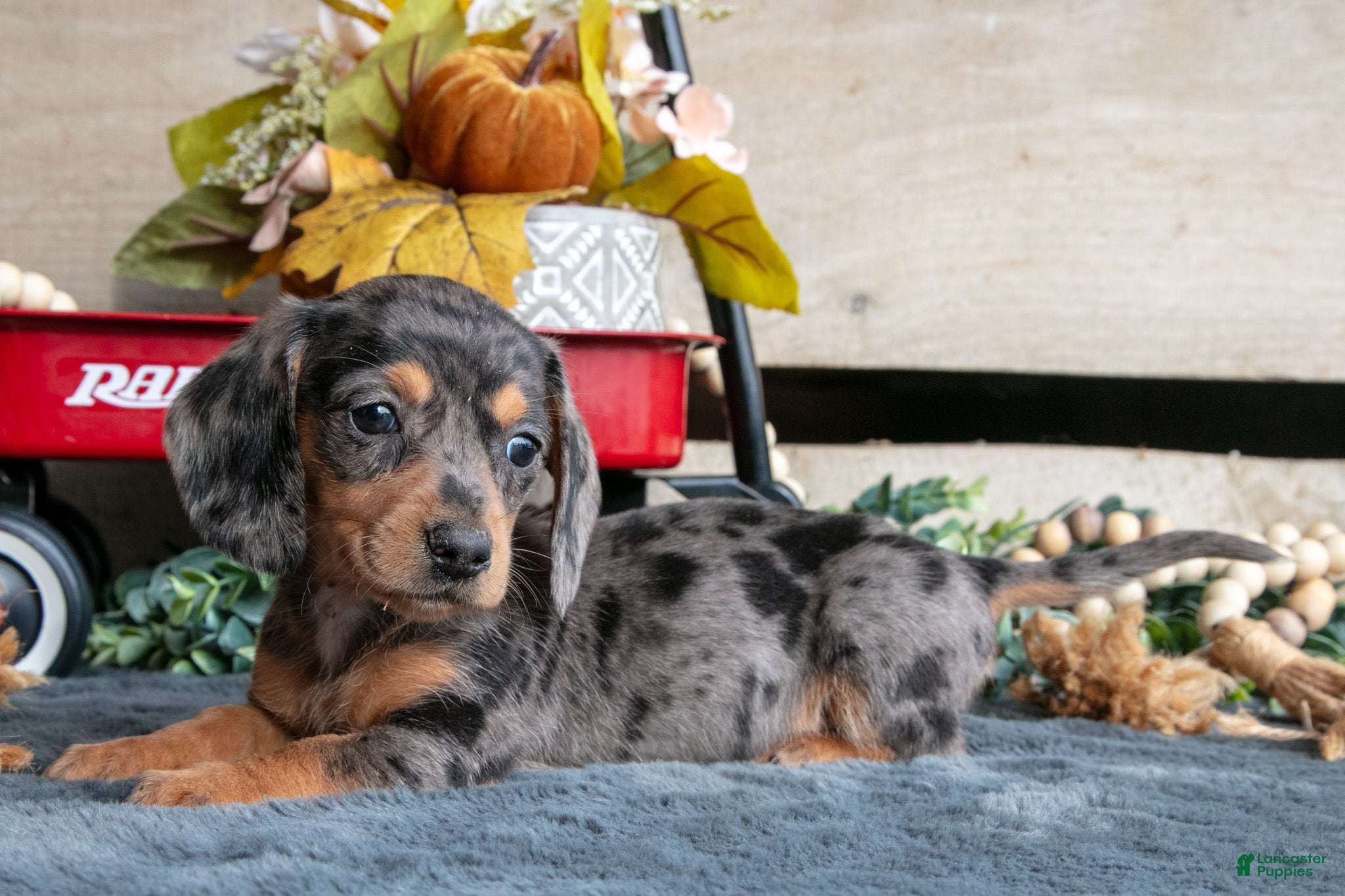 Miniature Dachshund dogs Betty - Ad 1