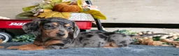 Miniature Dachshund dogs for sale: Betty - Ad 1