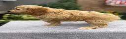 Cockapoo dogs for sale: Polly - Ad 2