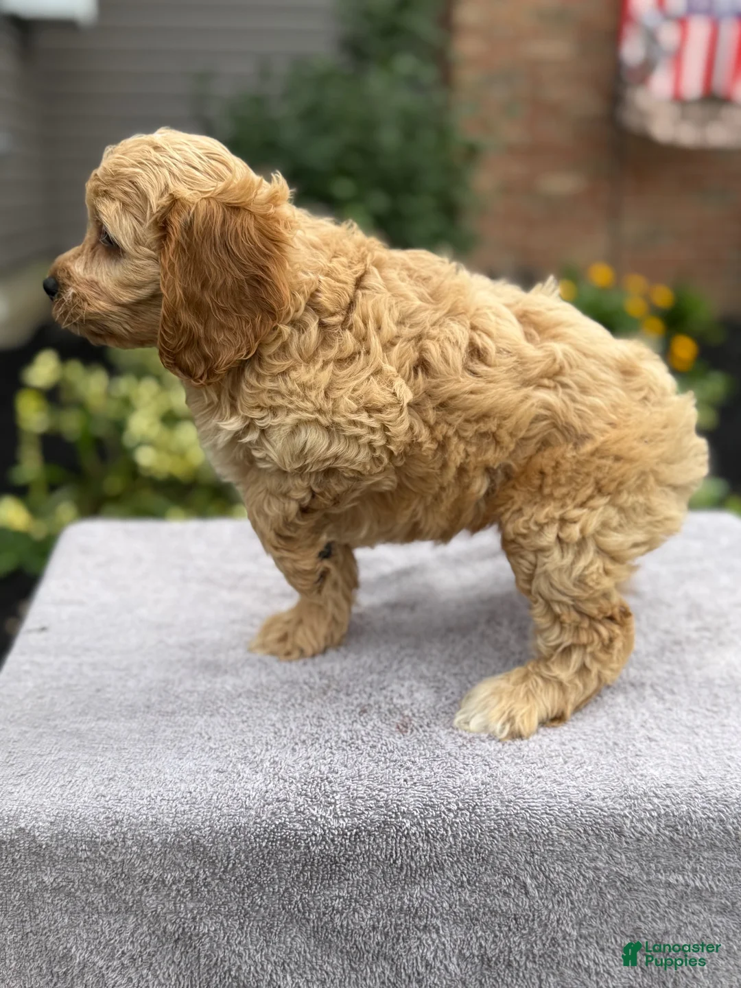 Cockapoo dogs for sale: Polly - Ad 2