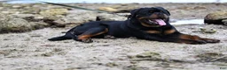 Rottweiler dogs for sale: Rottweiler 3 - Ad 6