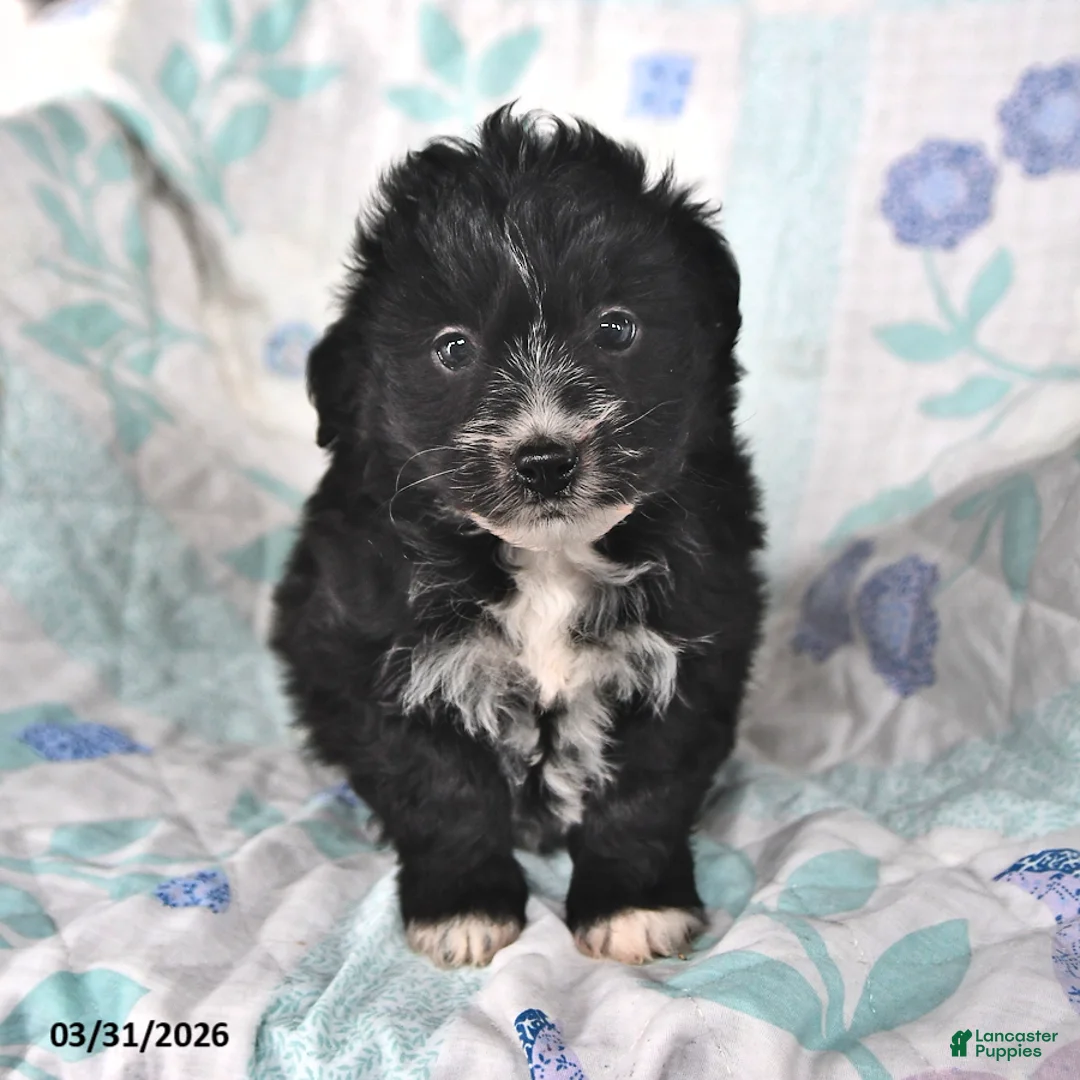 Mini Aussiedoodle dogs for sale: Neil - Ad 2
