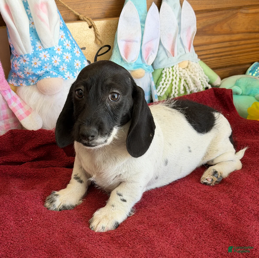 Miniature Dachshund dogs for sale: Spots - Ad 1