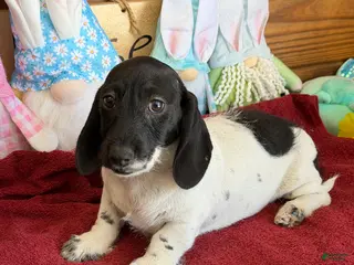 Miniature Dachshund dogs Spots - Ad 15