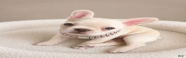 SNOW WHITE - Our Exclusive White Frenchie Princess!