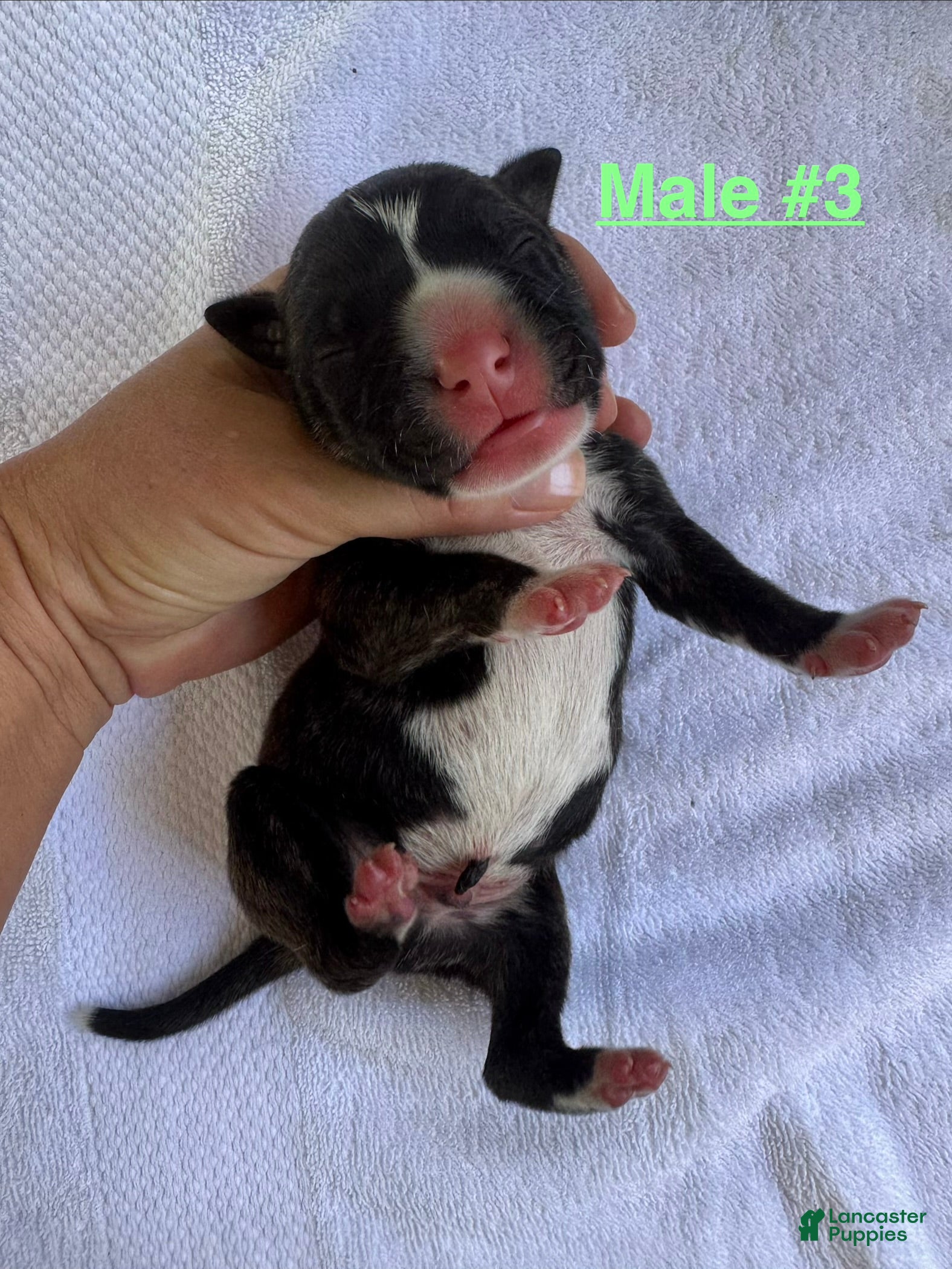 American Bulldog dogs American Bulldog Male #3 - Ad 4