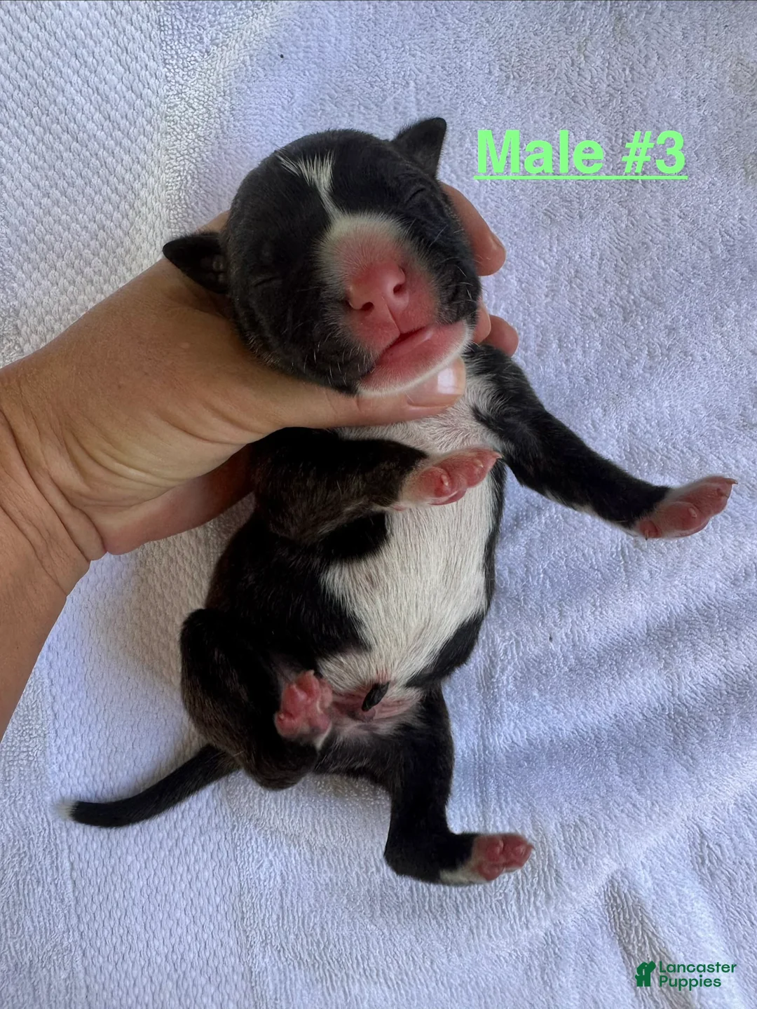 American Bulldog dogs for sale: Male #3/ Hank Williams - Ad 1