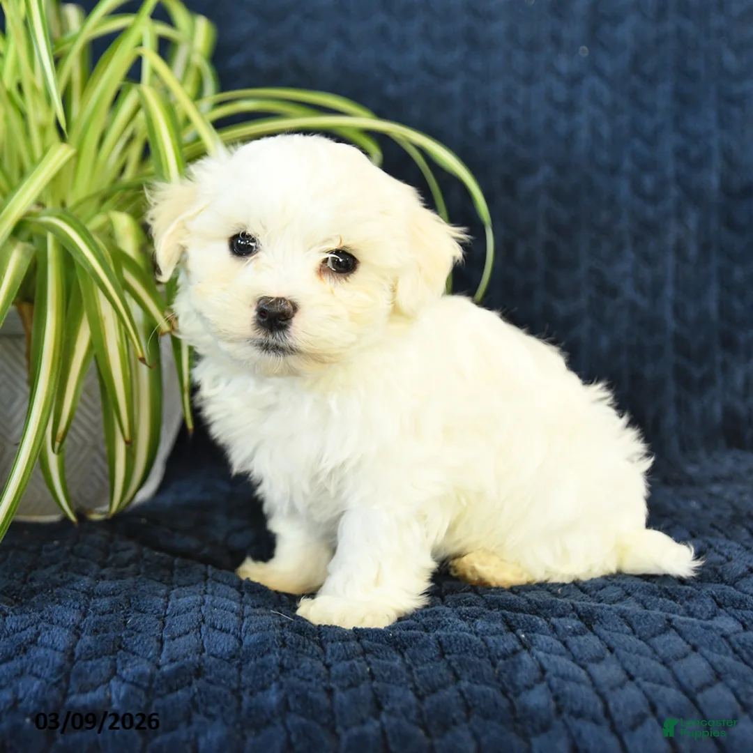 Maltese dogs for sale: Kipper - Ad 1