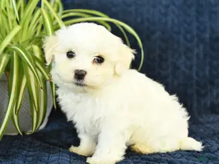 Maltese dogs for sale: Kipper - Ad 4