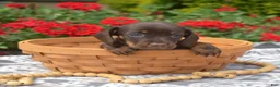 Miniature Dachshund dogs for sale: Star - Ad 3