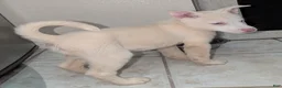 Pitsky dogs for sale: Tina - Ad 3