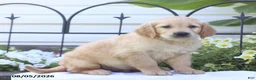Golden Retriever dogs for sale: Charlie - Ad 4