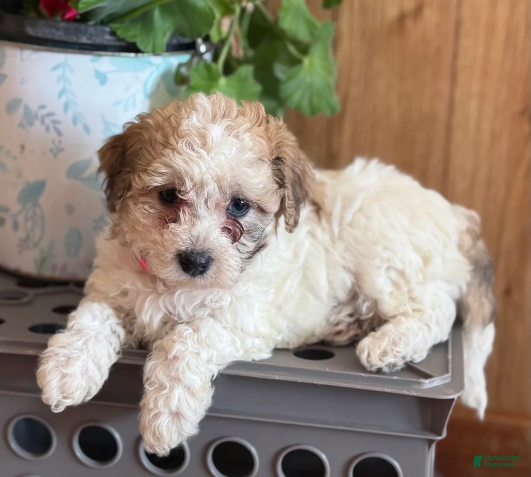 Bichpoo dogs for sale: Misty - Ad 5