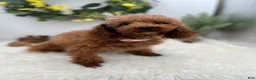 Maltipoo dogs for sale: Yang the tiny Chinese Maltipoo - Ad 7
