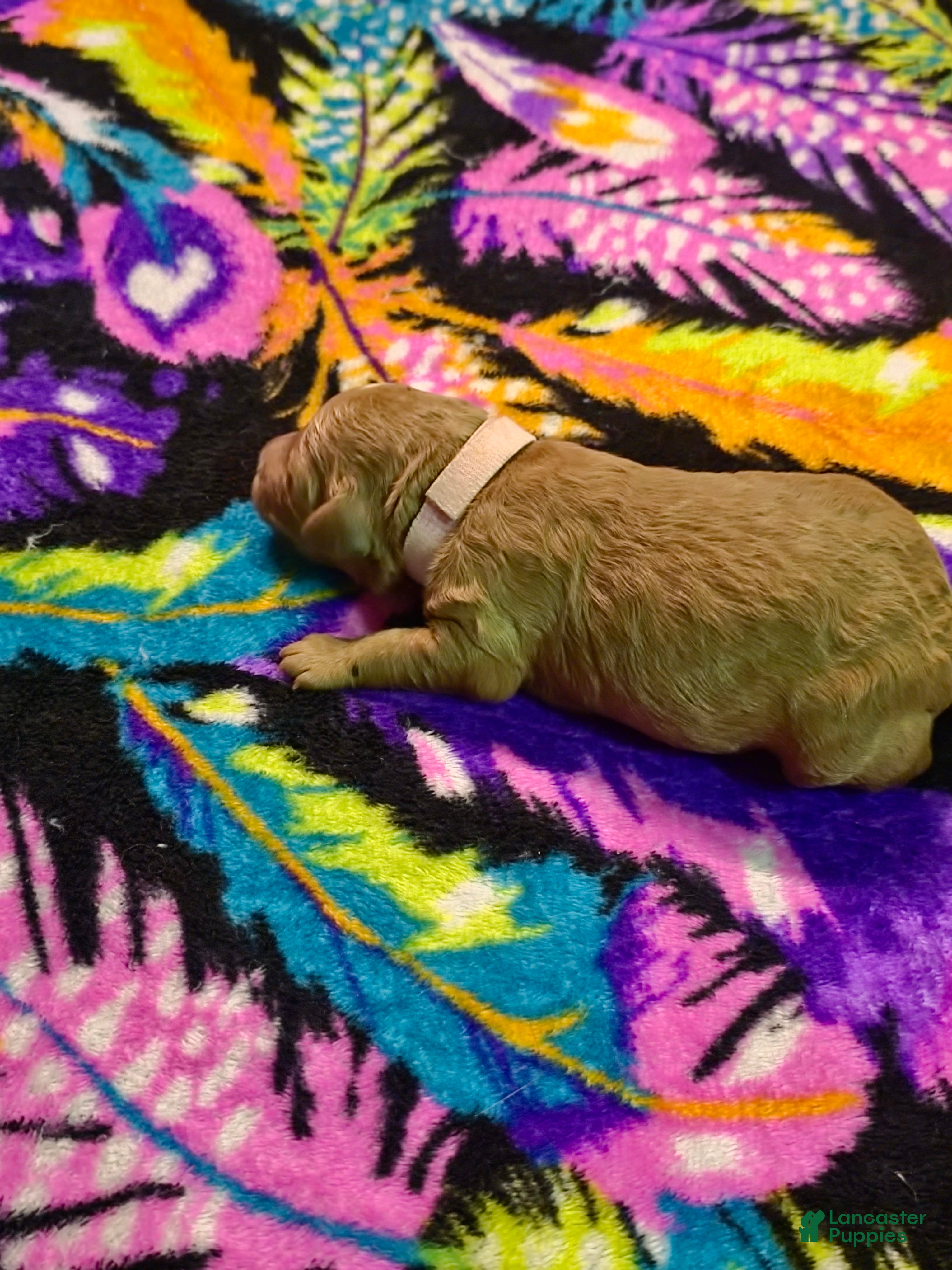 Mini Goldendoodle dogs lucy - Ad 2