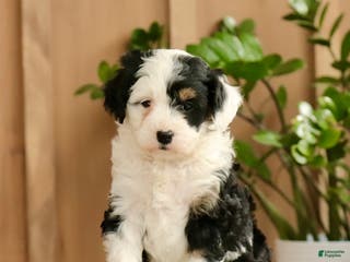 Mini Bernedoodle dogs for sale: Niki - Ad 3