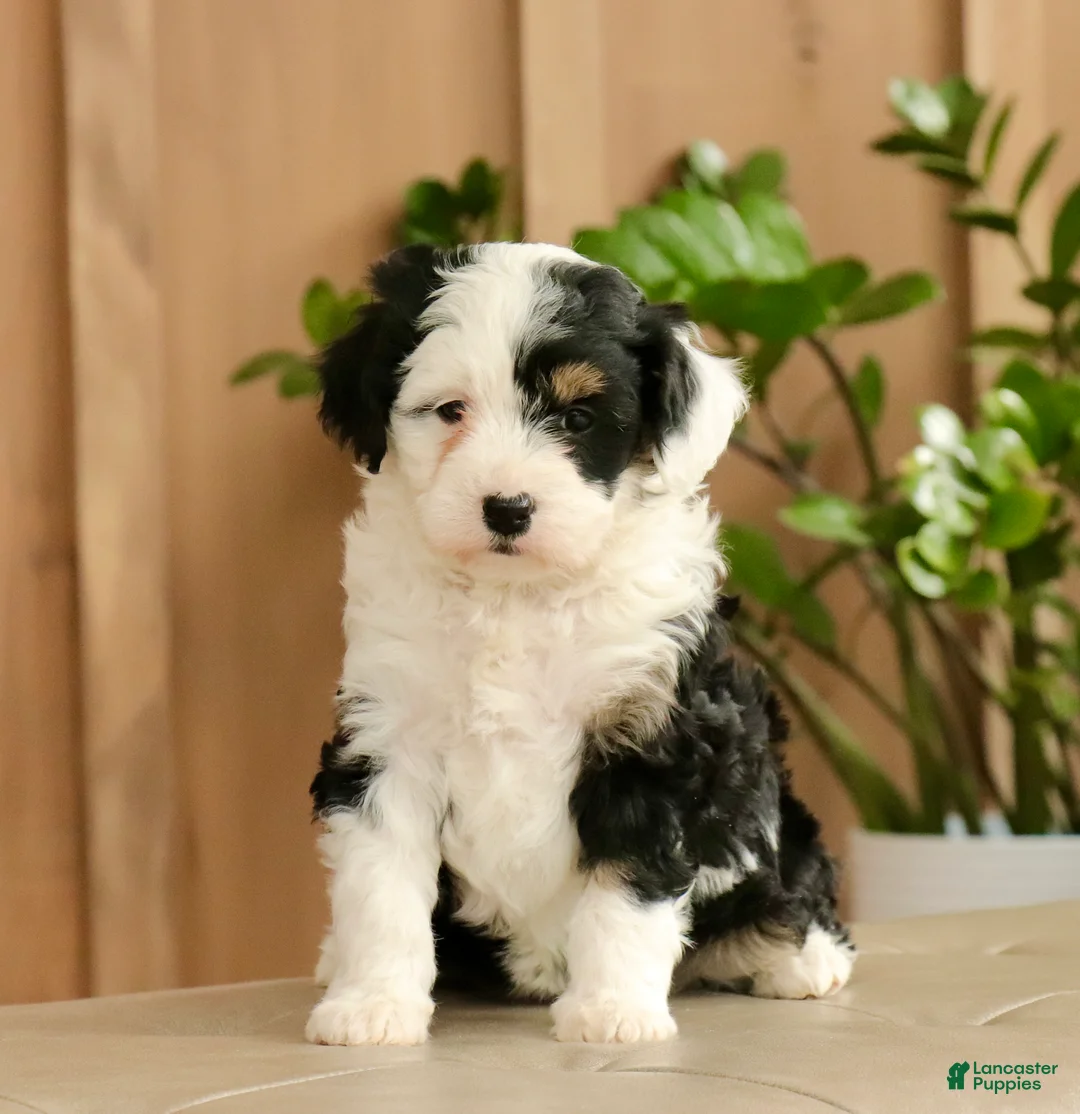 Mini Bernedoodle dogs for sale: Niki - Ad 1