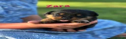 Rottweiler dogs for sale: Zara w LONG TAIL  - Ad 3